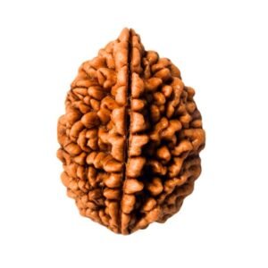 original-1-mukhi-rudraksha
