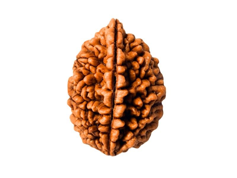 original 1 mukhi rudraksha