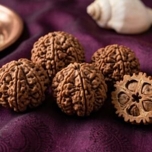 Original 5 Mukhi Rudraksha