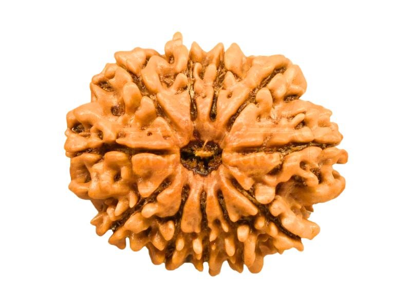 original 11 mukhi rudraksha