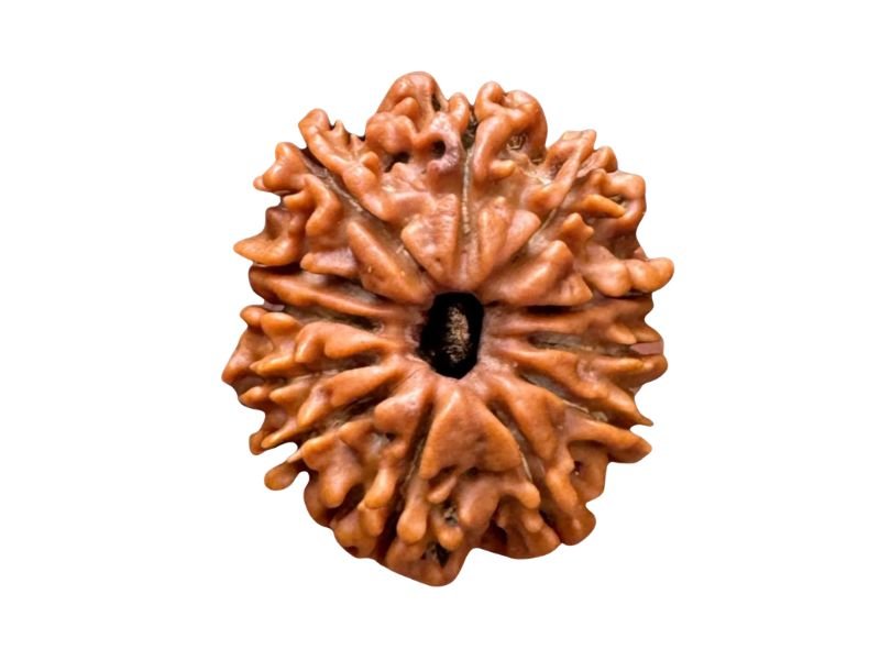 original 12 mukhi rudraksha