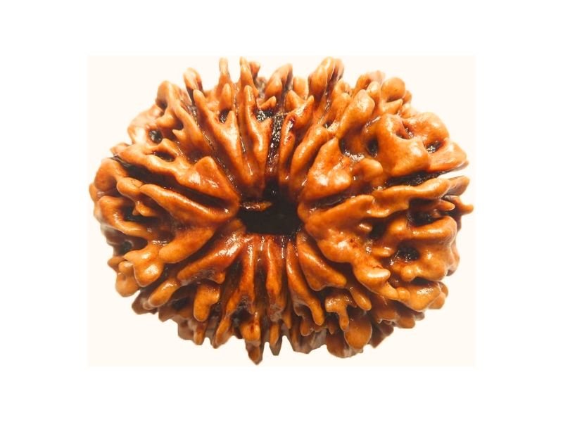 original 13 mukhi rudraksha
