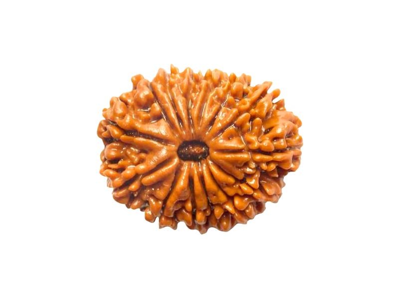 original 14 mukhi rudraksha