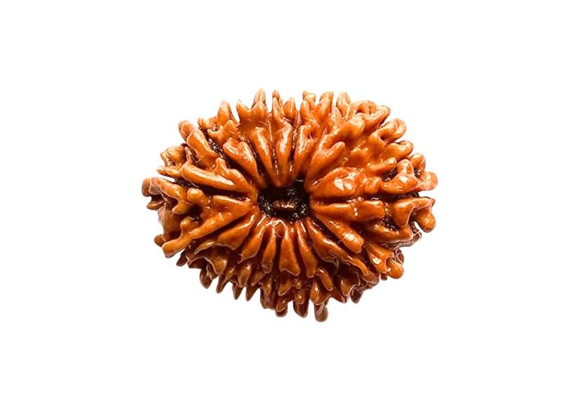 original 15 mukhi rudraksha