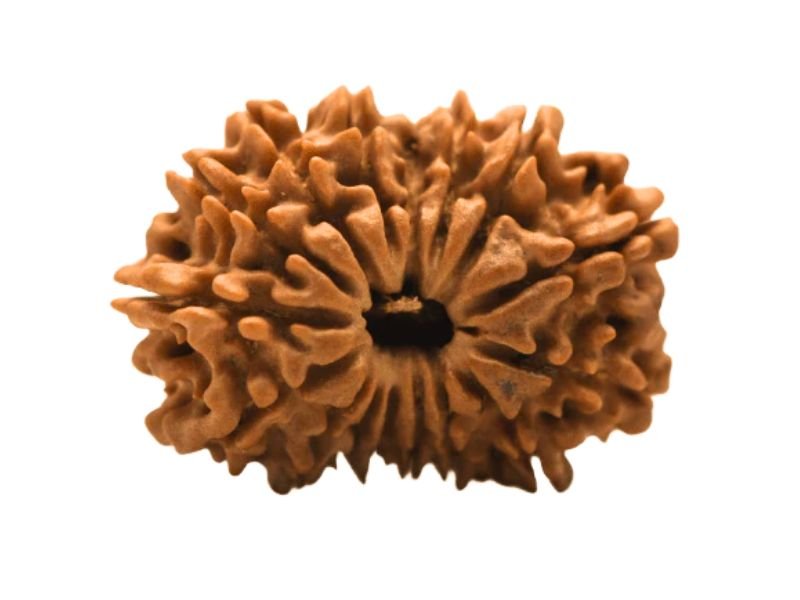 original 16 mukhi rudraksha