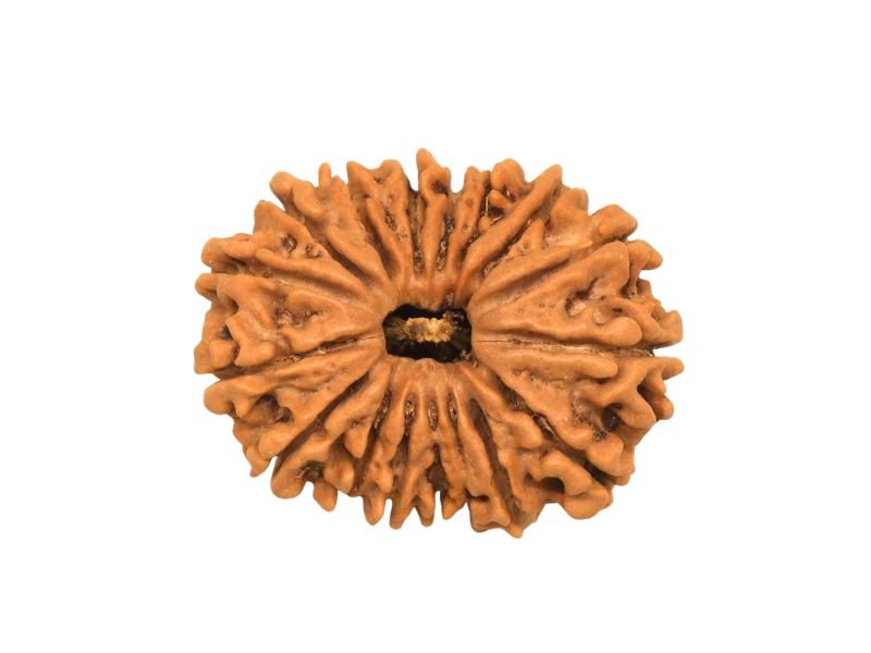 original 17 mukhi rudraksha
