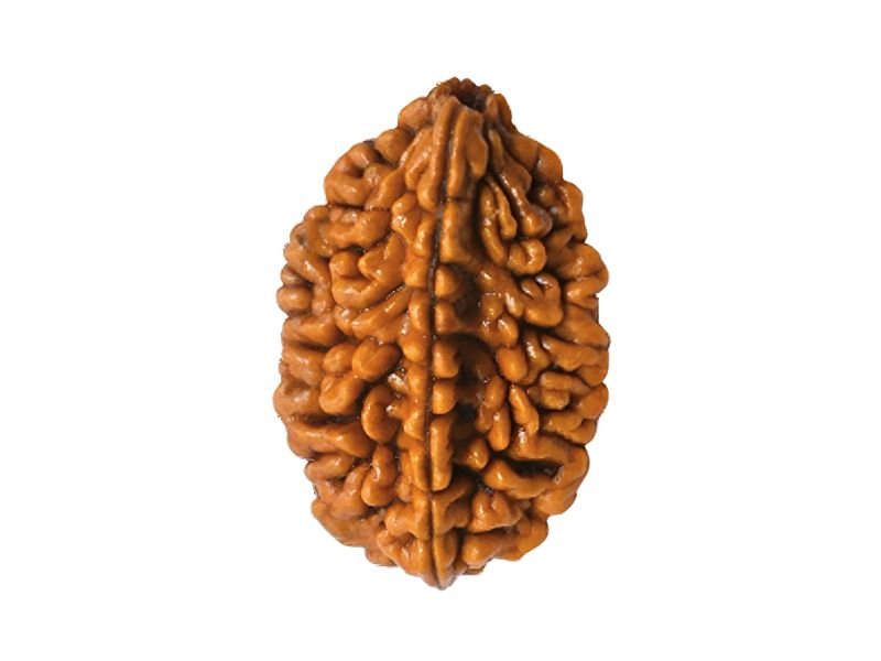 original 2 mukhi rudraksha