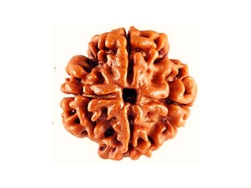 original 4 mukhi rudraksha