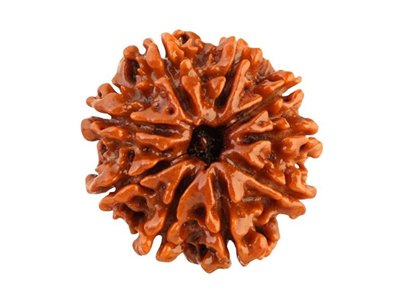 original 9 mukhi rudraksha