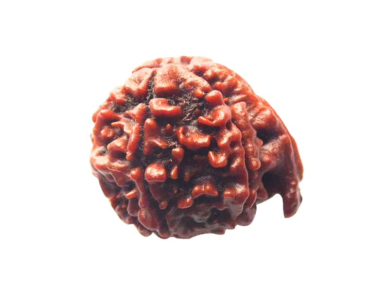 Ganesh Rudraksha