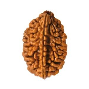 original-2-mukhi-rudraksha