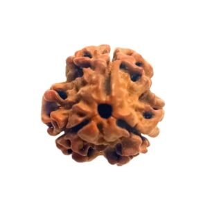 original-3-mukhi-rudraksha