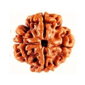 original-4-mukhi-rudraksha