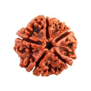 original-5-mukhi-rudraksha
