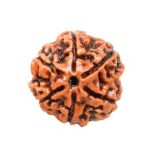 original-6-mukhi-rudraksha