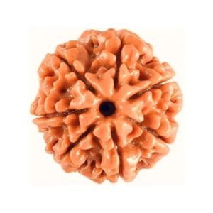 original-7-mukhi-rudraksha