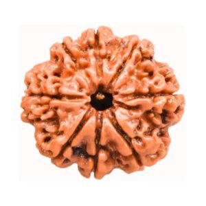 original-8-mukhi-rudraksha