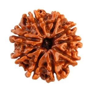 original-9-mukhi-rudraksha
